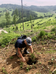 planting trees in the Dolomites