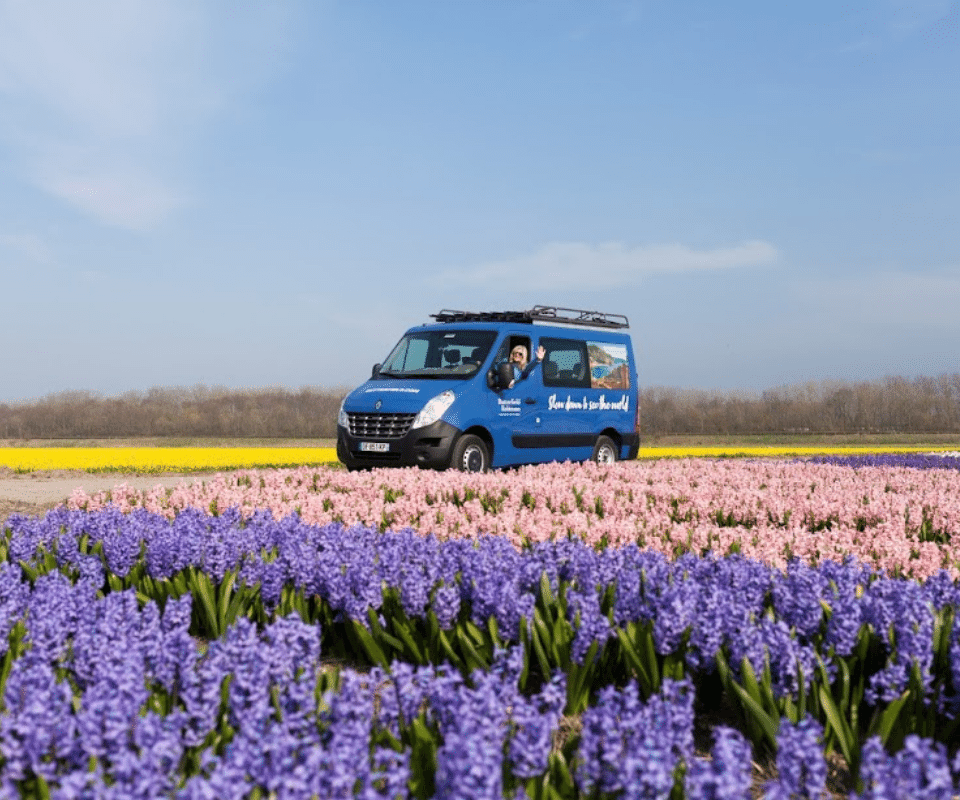 holland tulips