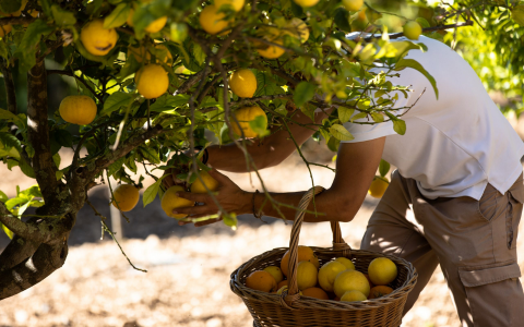 Son Brull lemon harvest