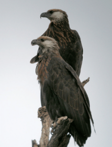 Madagascan fish eagle