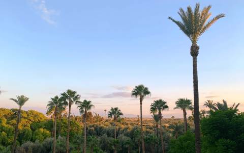 Morocco palm trees