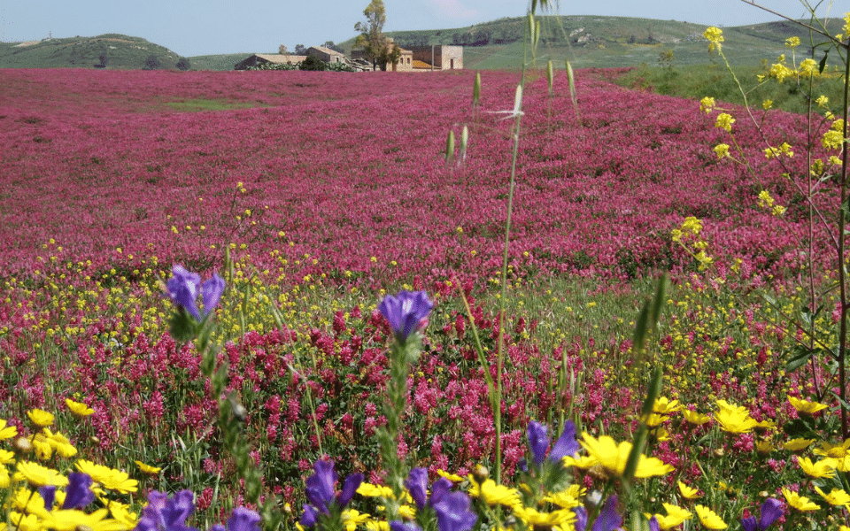 Flower field in Sicily
