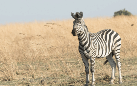 Zebra in the Linyanti Wildlife Reserve