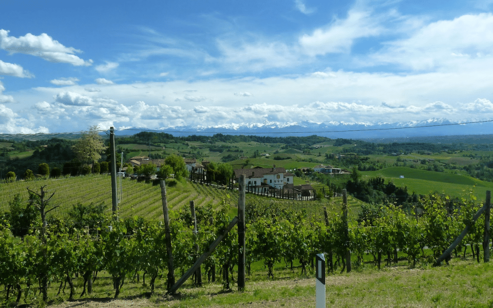 Vineyards in Piemonte