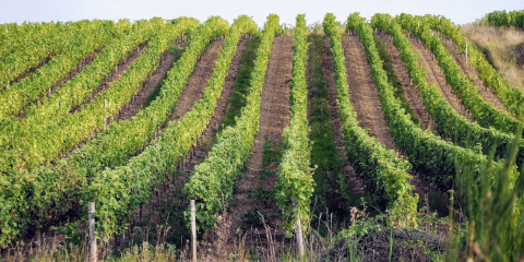 Grape Harvesting in Ventoux