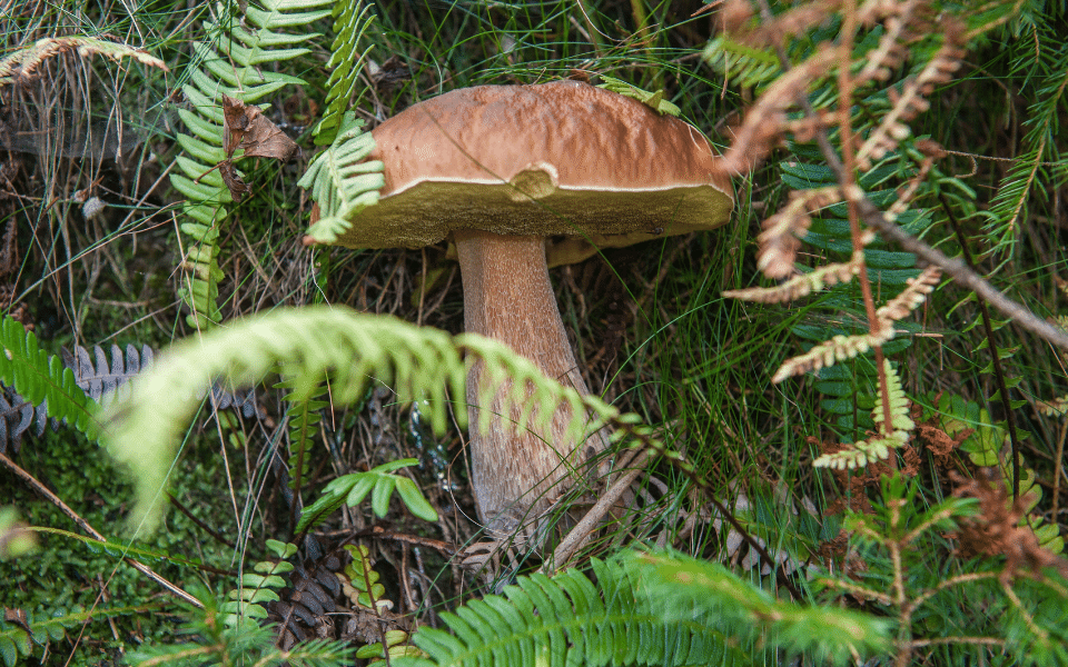 porcini mushrooms