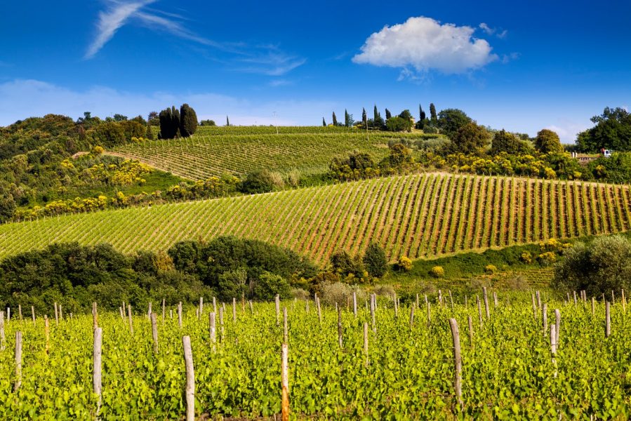 Val d'Orcia vineyard
